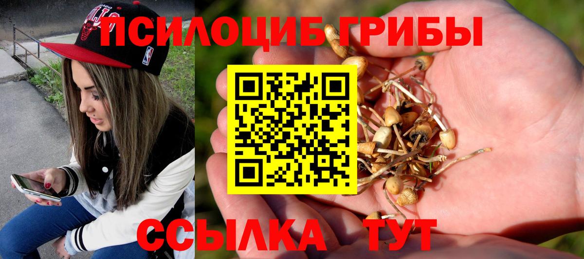 Алексин  Галлюциногенные грибы Cubensis  Вход с VPN 